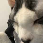 My cat