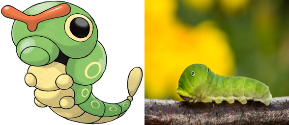 20 Pokémon characters inspired by real wild animals - Discover Wildlife