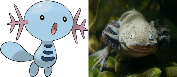 20 Pokémon characters inspired by real wild animals - Discover Wildlife