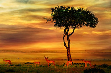 Will this game be The GENSHIN IMPACT of Africans?